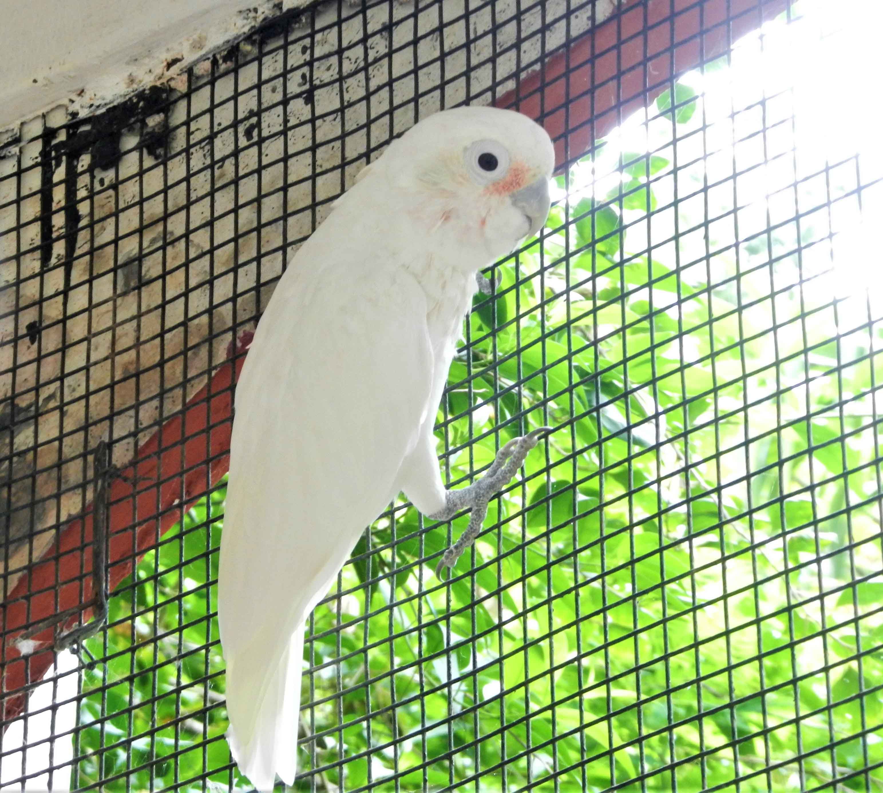 Goffin's Cockatoo